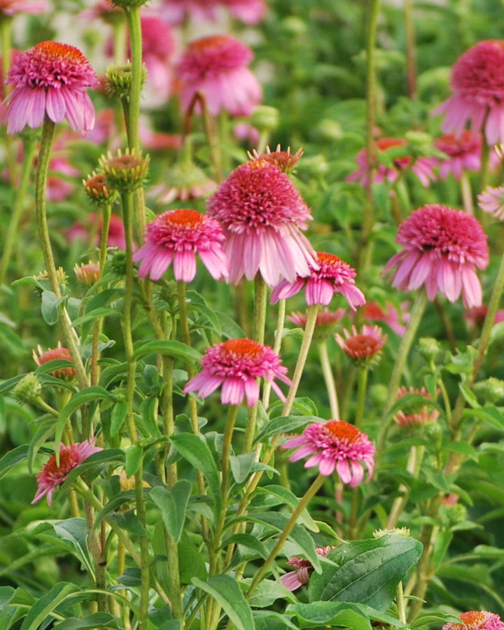 Echinacea x purpurea 'Butterfly Kisses' (Coneflower)