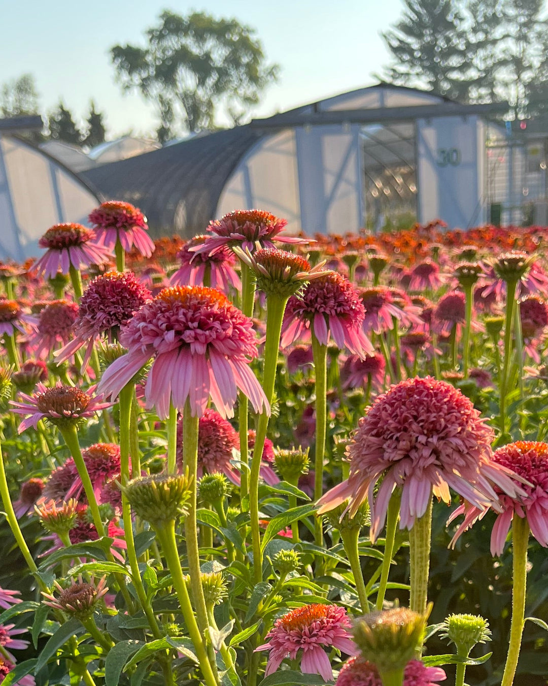 echinacea butterfly kisses seeds Echinacea x purpurea 'Butterfly Kisses' (Coneflower) – Perennial Farm Marketplace