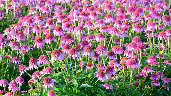 Echinacea x purpurea 'Butterfly Kisses' (Coneflower)