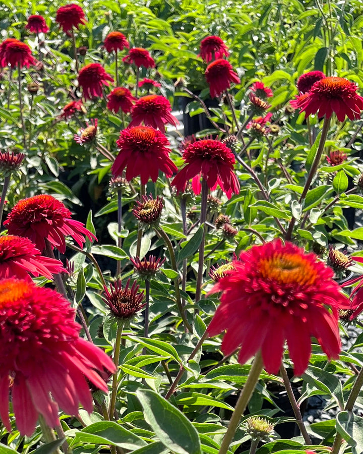 Echinacea x Double Scoop™ Strawberry Deluxe (Coneflower)