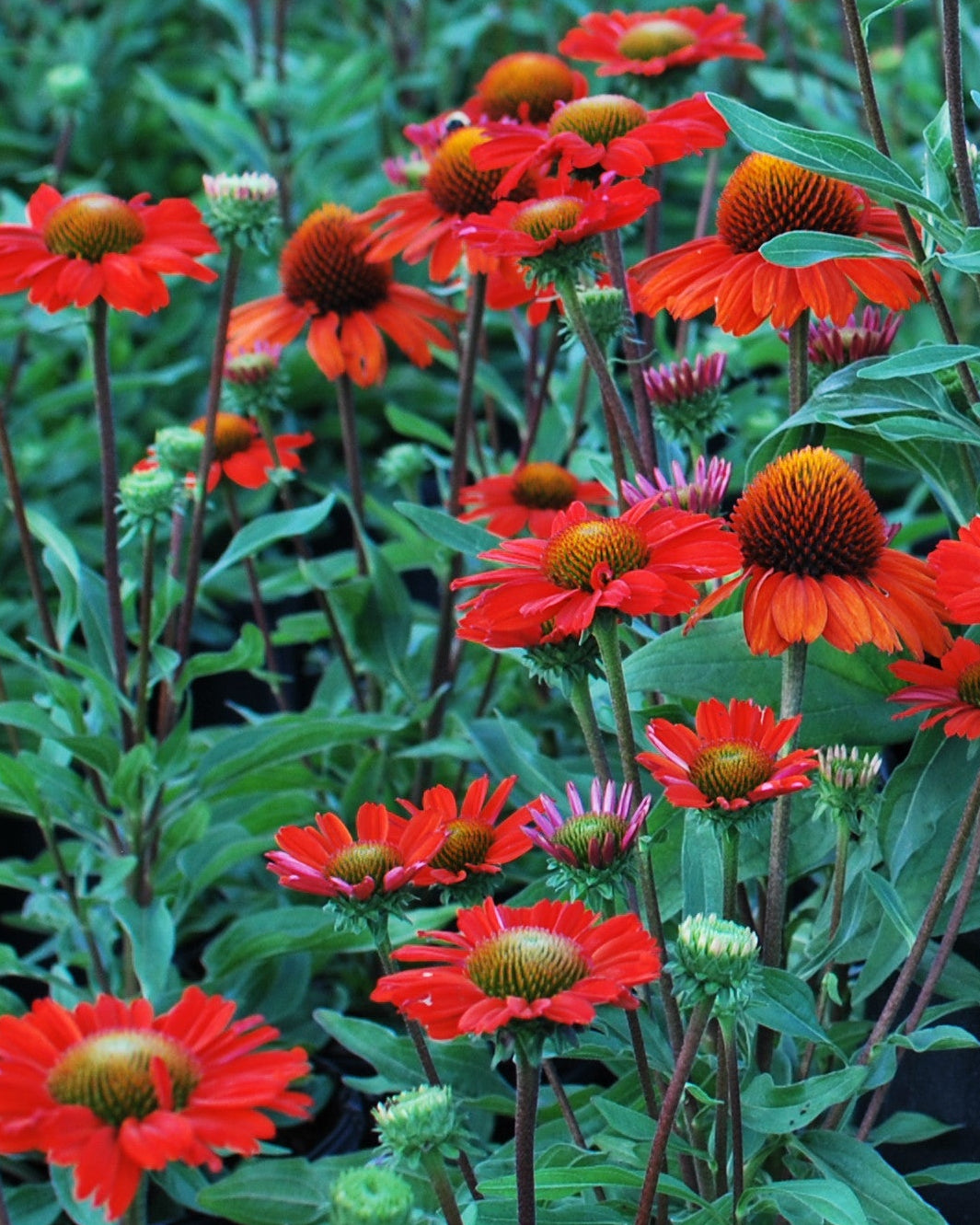 Echinacea x Kismet® Intense Orange (Coneflower)