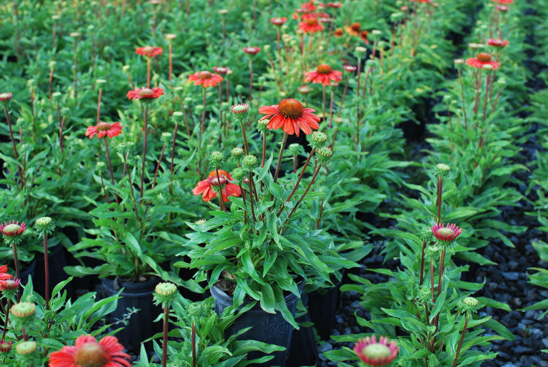 Echinacea x Kismet® Intense Orange (Coneflower)