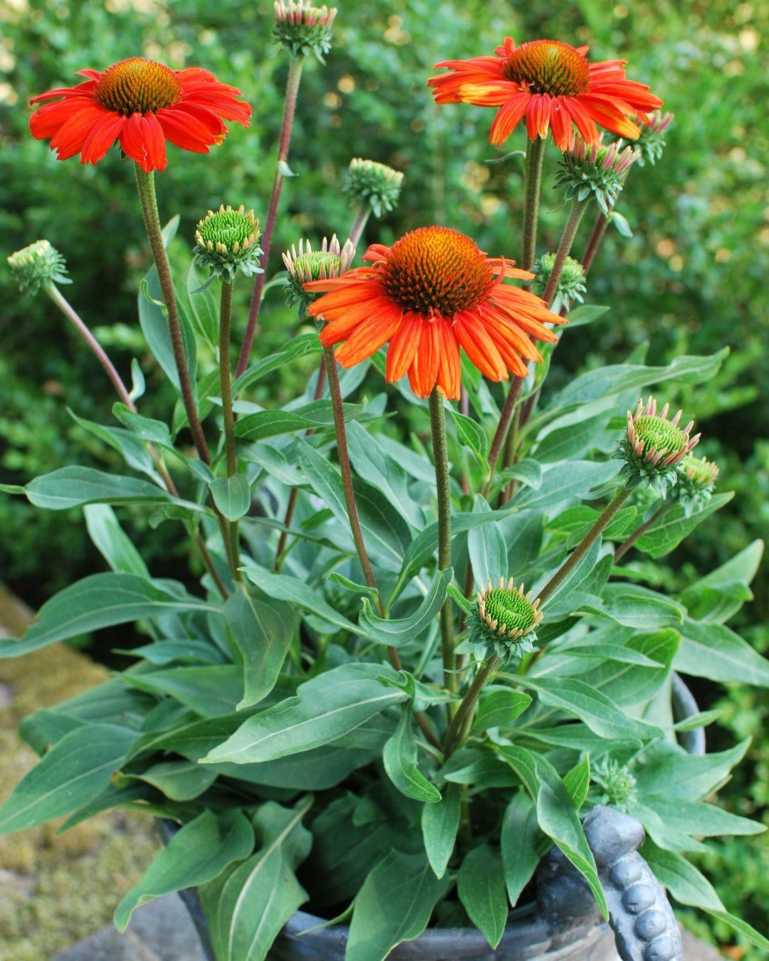 Echinacea x Kismet® Intense Orange (Coneflower)