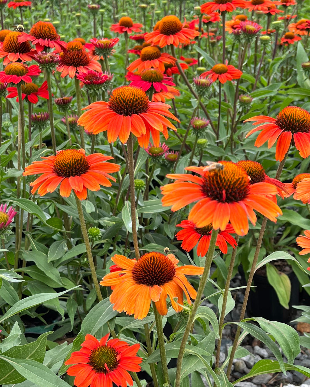 Echinacea x Kismet® Intense Orange (Coneflower)