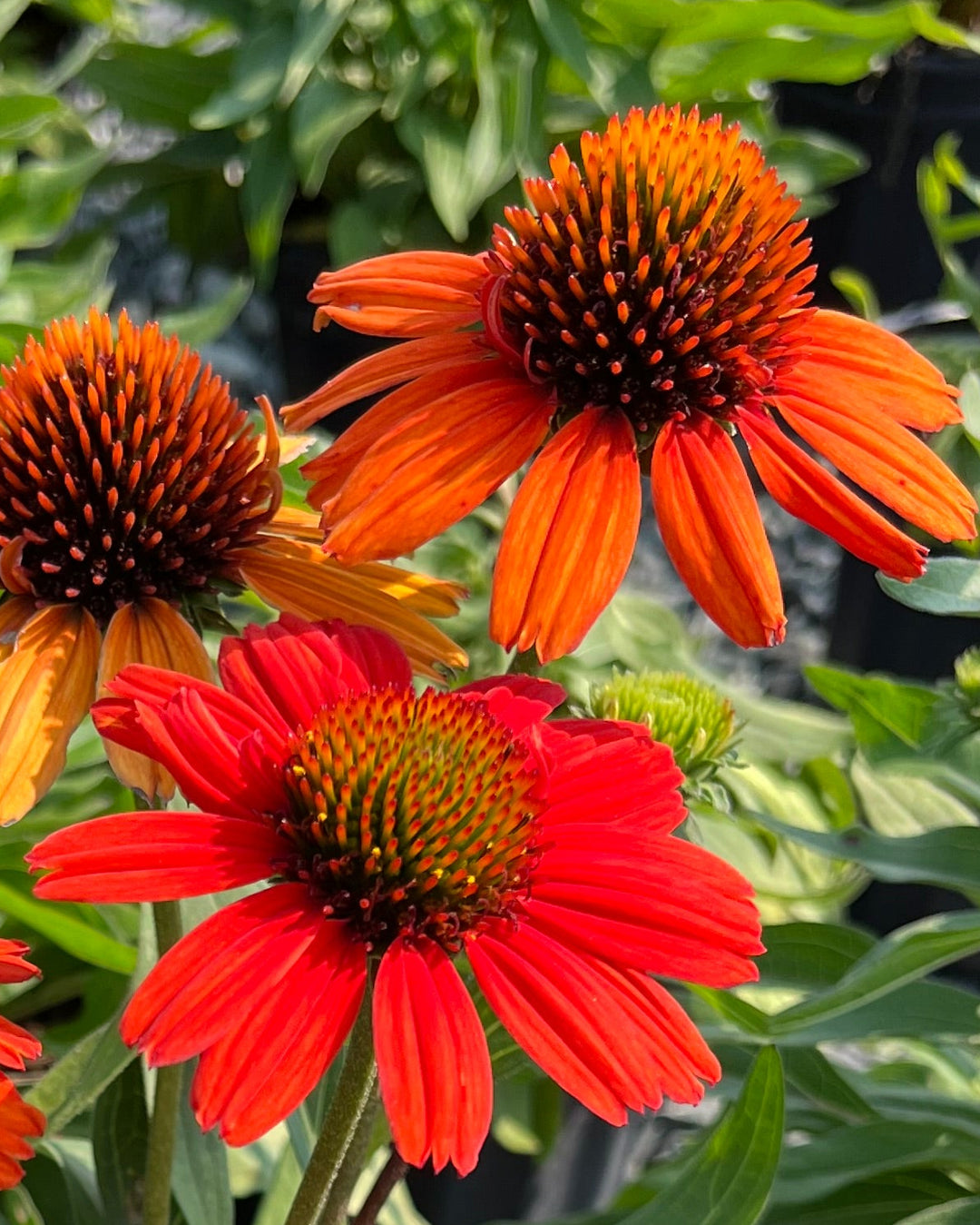 Echinacea x Kismet® Intense Orange (Coneflower)