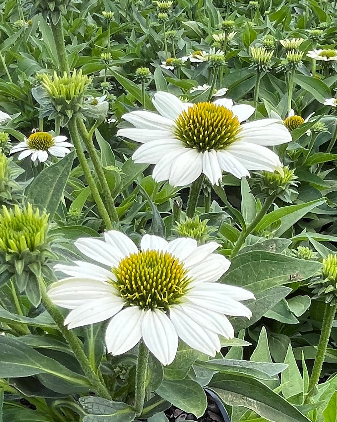 Echinacea x Kismet® White (Coneflower)