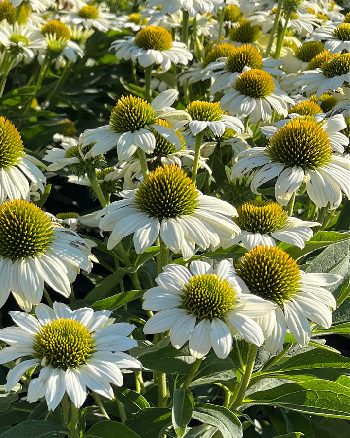 Echinacea x Kismet® White (Coneflower)