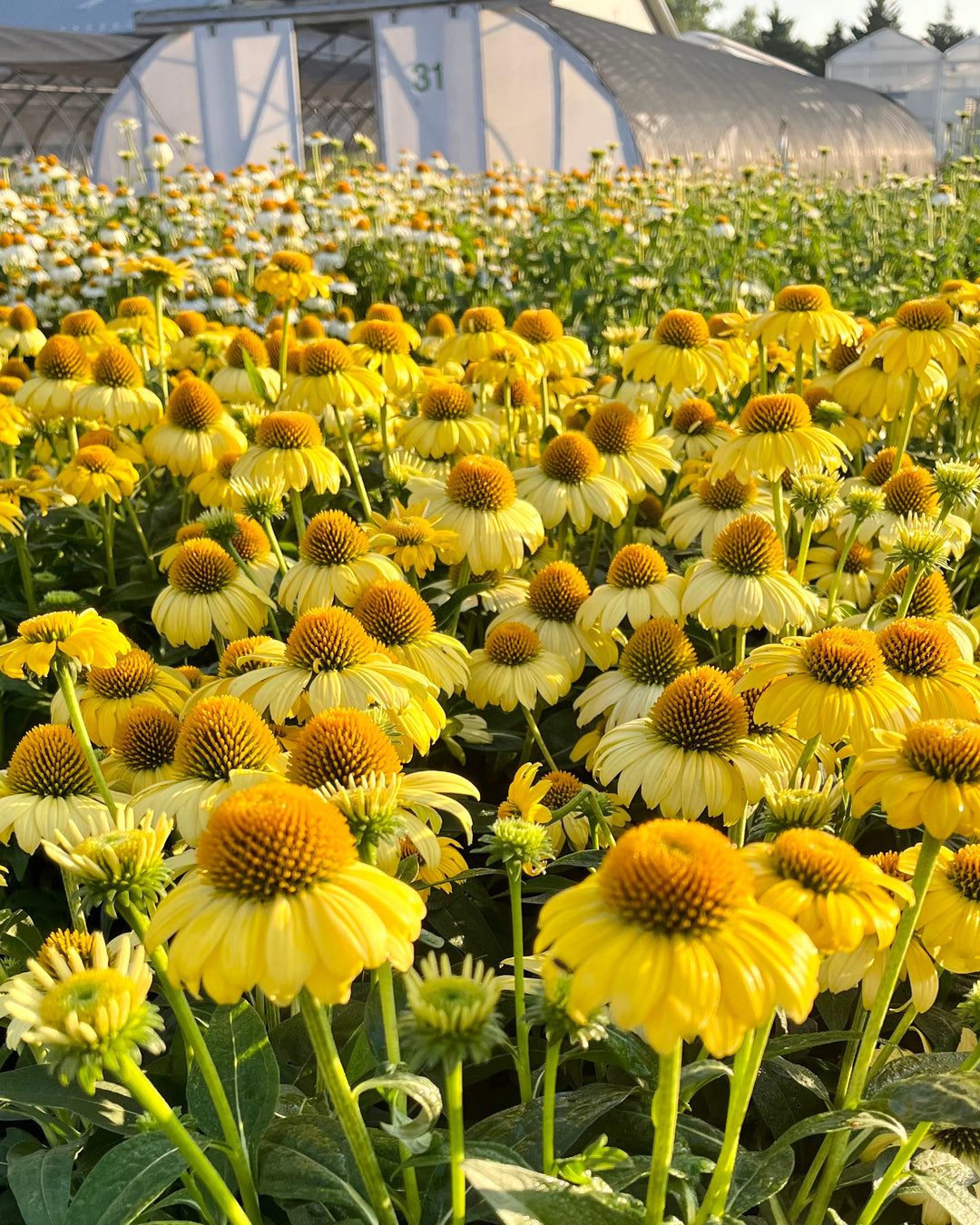 echinacea sombrero lemon yellow seeds Echinacea Sombrero® Lemon Yellow Improved (Coneflower)