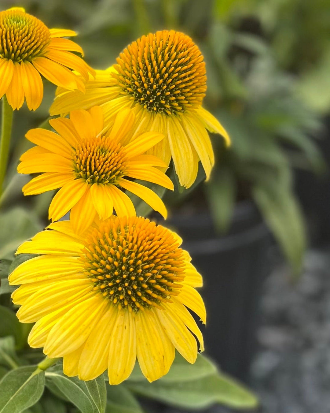 Echinacea Sombrero® Lemon Yellow Improved (Coneflower)