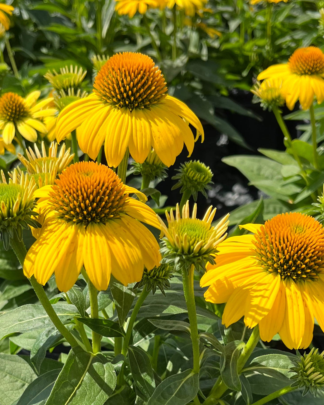 Echinacea Sombrero® Lemon Yellow Improved (Coneflower)