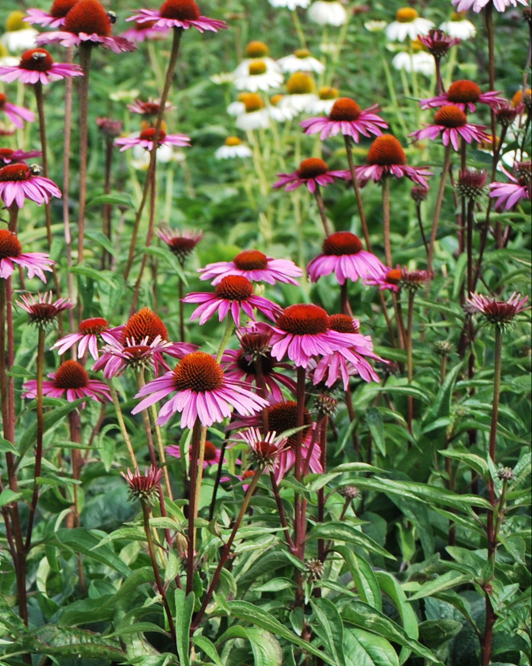 Echinacea purpurea 'Magnus' (Coneflower)