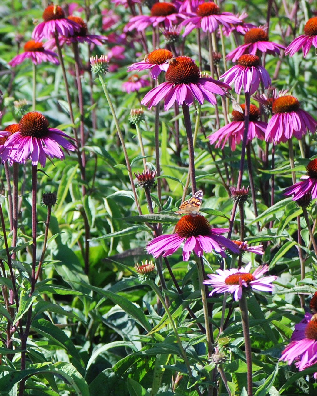 Echinacea purpurea 'Magnus' (Coneflower)