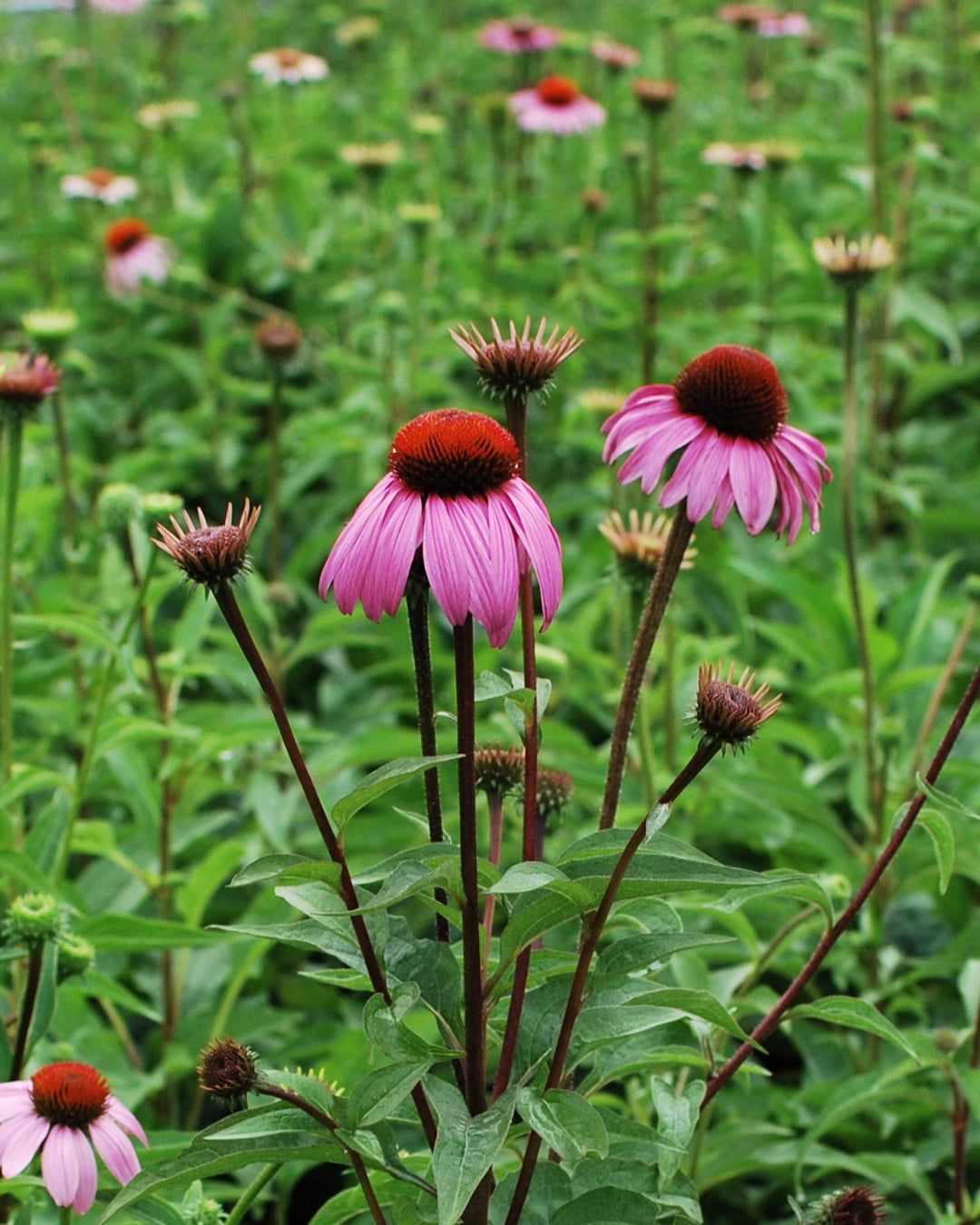 Echinacea purpurea 'Magnus' (Coneflower)