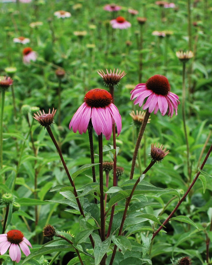 Echinacea purpurea 'Magnus' (Coneflower)