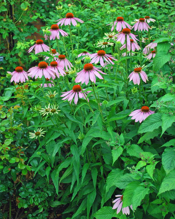 Echinacea purpurea 'Magnus' (Coneflower)