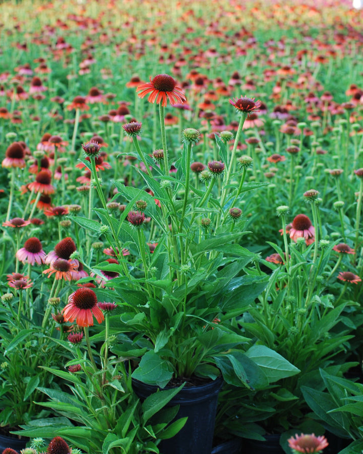 Echinacea x purpurea Butterfly™ 'Orange Skipper' (Coneflower)