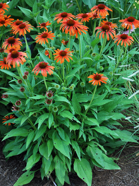 Echinacea x purpurea Butterfly™ 'Orange Skipper' (Coneflower)