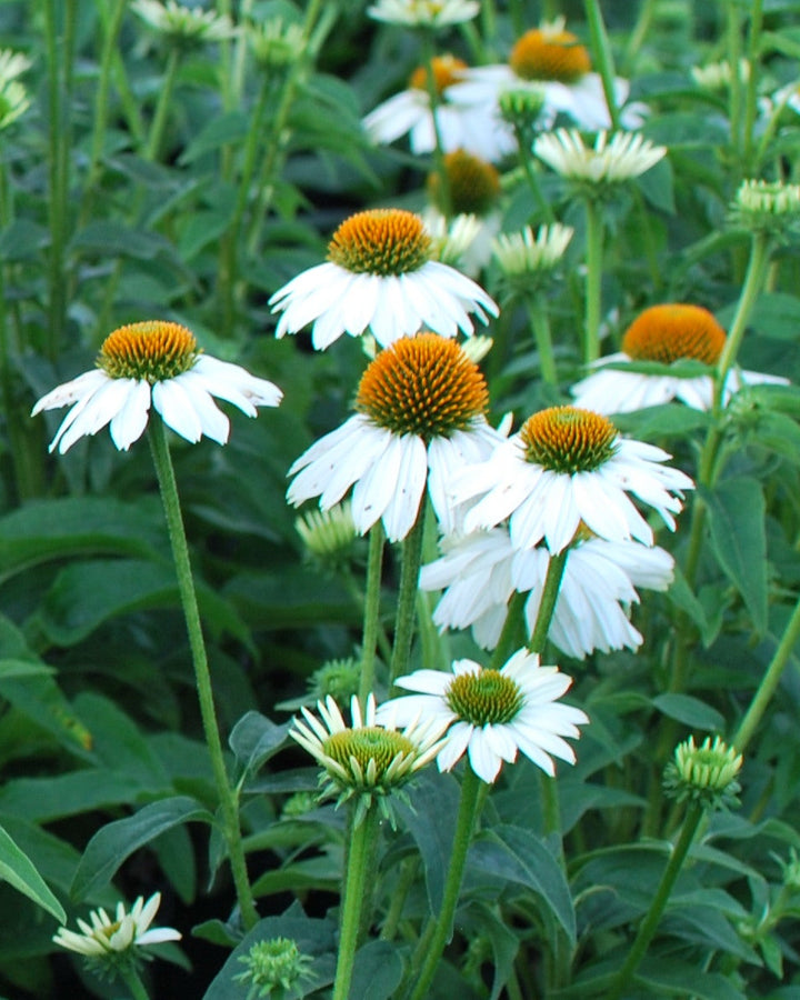 Echinacea purpurea 'PowWow White' (Coneflower)