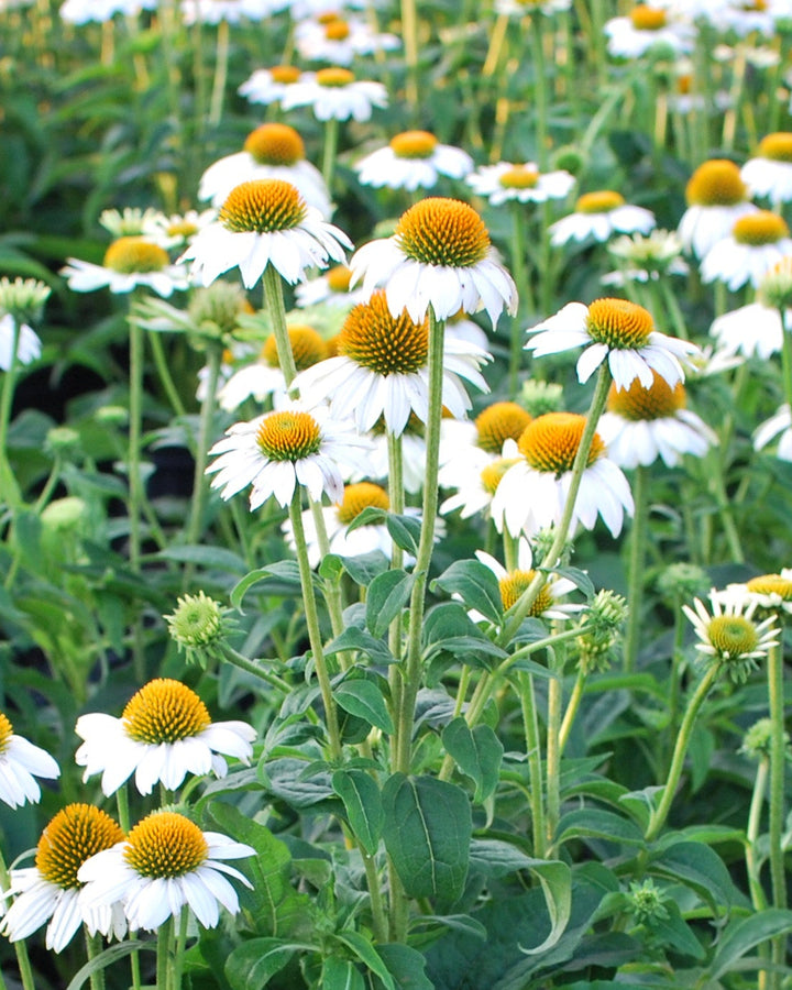 Echinacea purpurea 'PowWow White' (Coneflower)