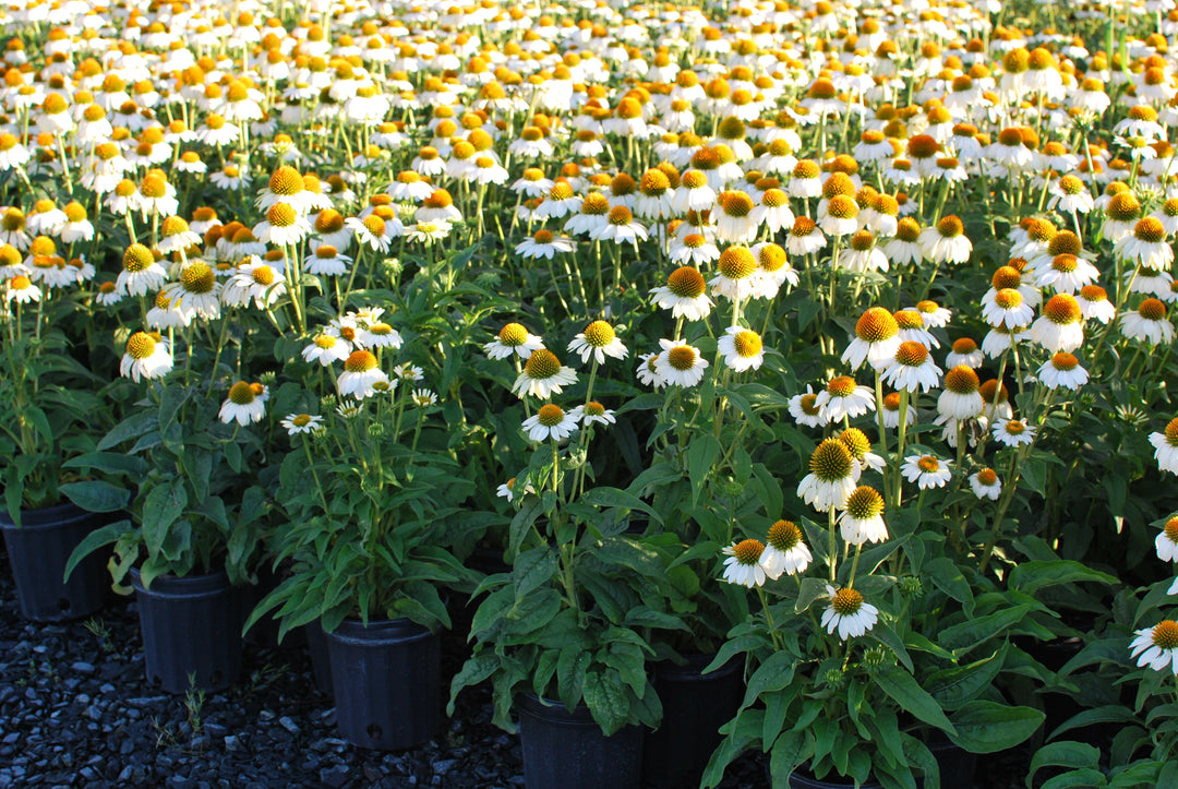 Echinacea purpurea 'PowWow White' (Coneflower)