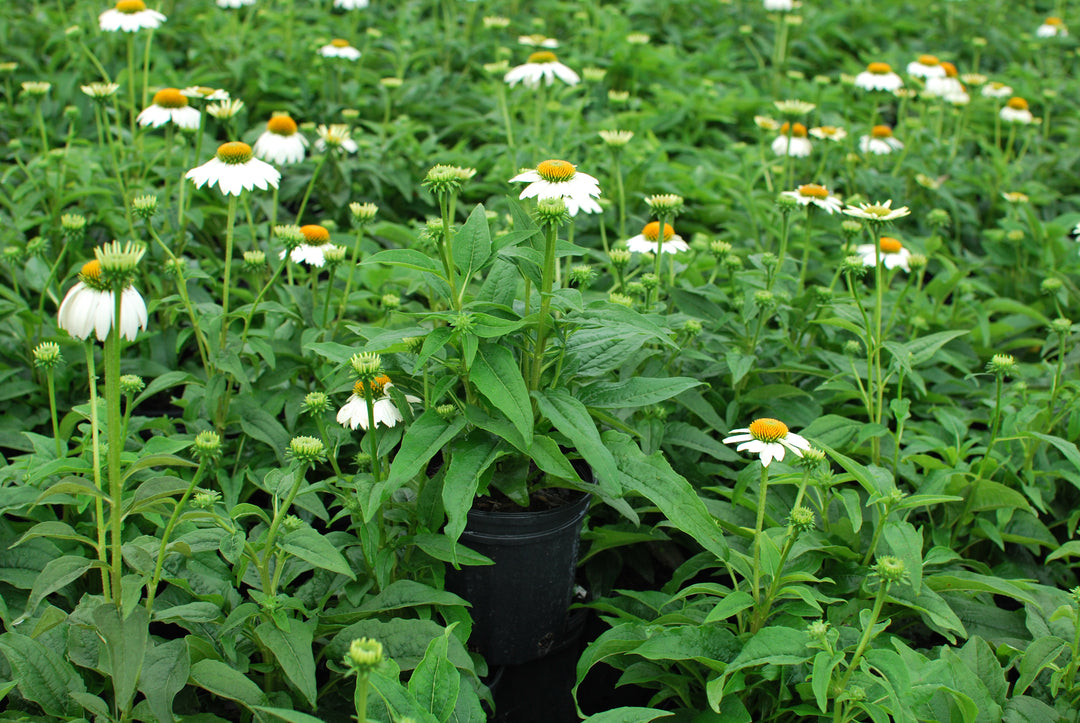 Echinacea purpurea 'PowWow White' (Coneflower)