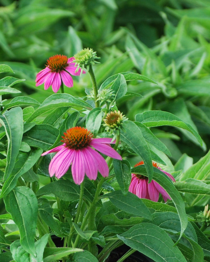 Echinacea purpurea 'PowWow Wild Berry' (Coneflower)