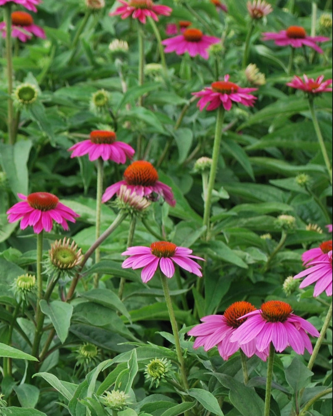 Echinacea purpurea 'PowWow Wild Berry' (Coneflower)