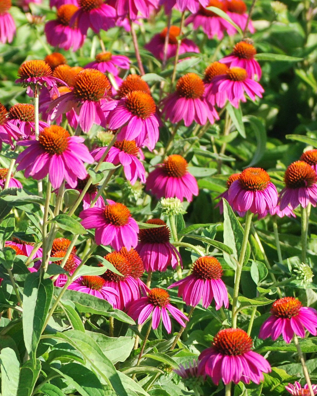 Echinacea purpurea 'PowWow Wild Berry' (Coneflower)