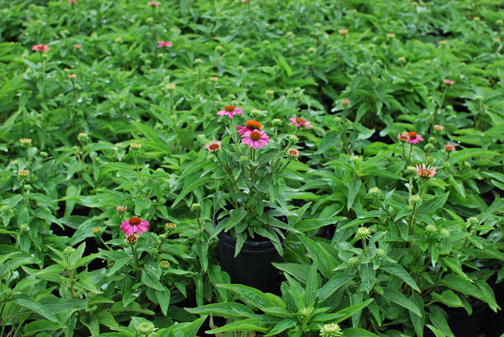 Echinacea purpurea 'PowWow Wild Berry' (Coneflower)