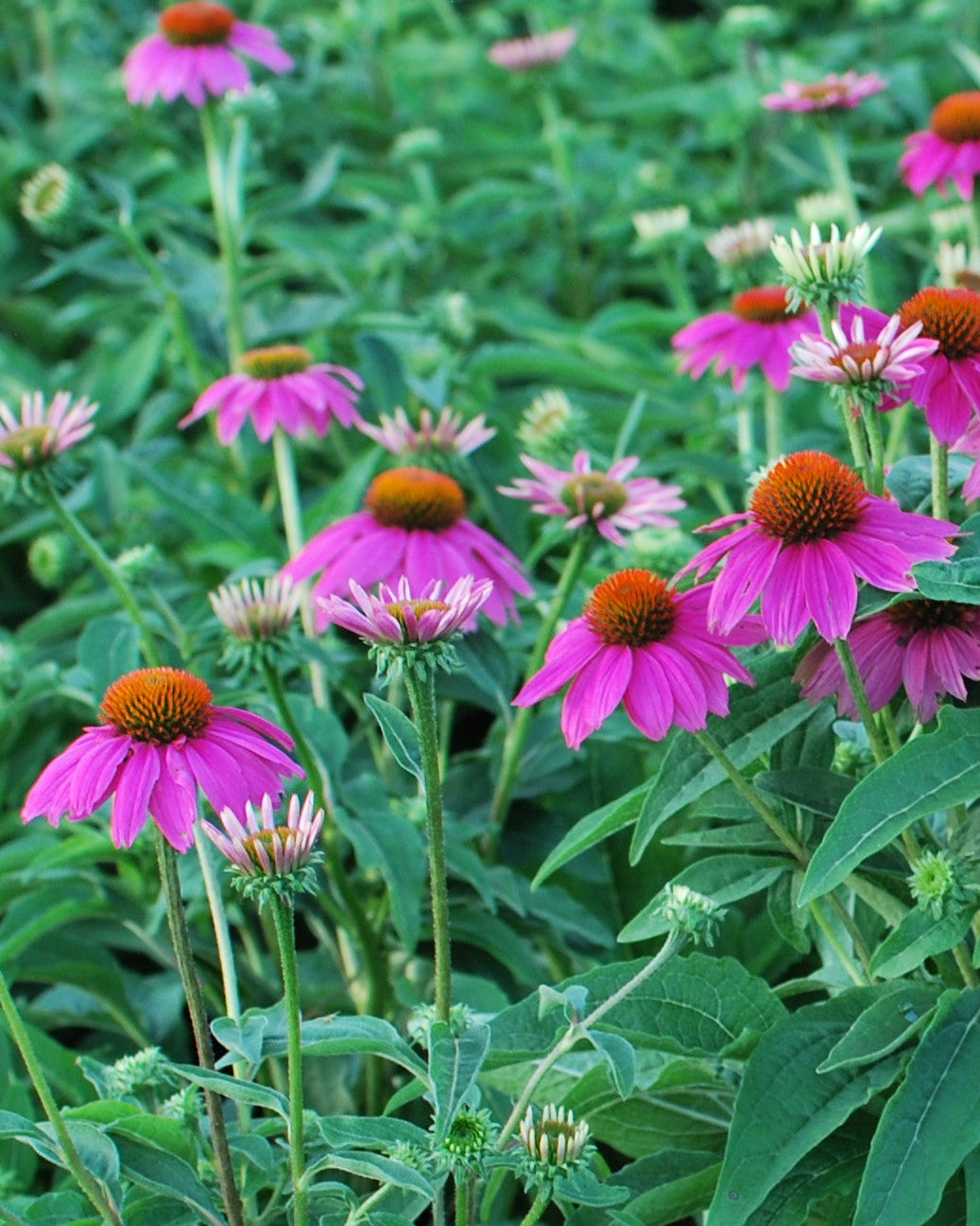 Echinacea purpurea 'PowWow Wild Berry' (Coneflower)