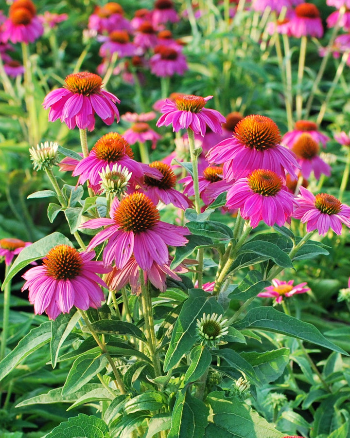 Echinacea purpurea 'PowWow Wild Berry' (Coneflower)