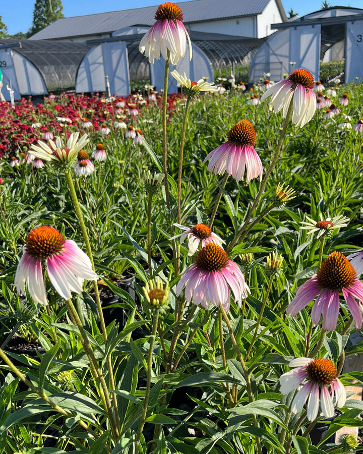 Echinacea x ‘Pretty Parasols’ (Coneflower)