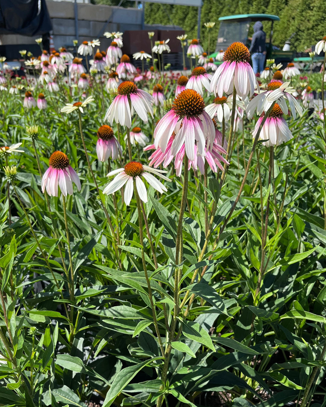Echinacea x ‘Pretty Parasols’ (Coneflower)
