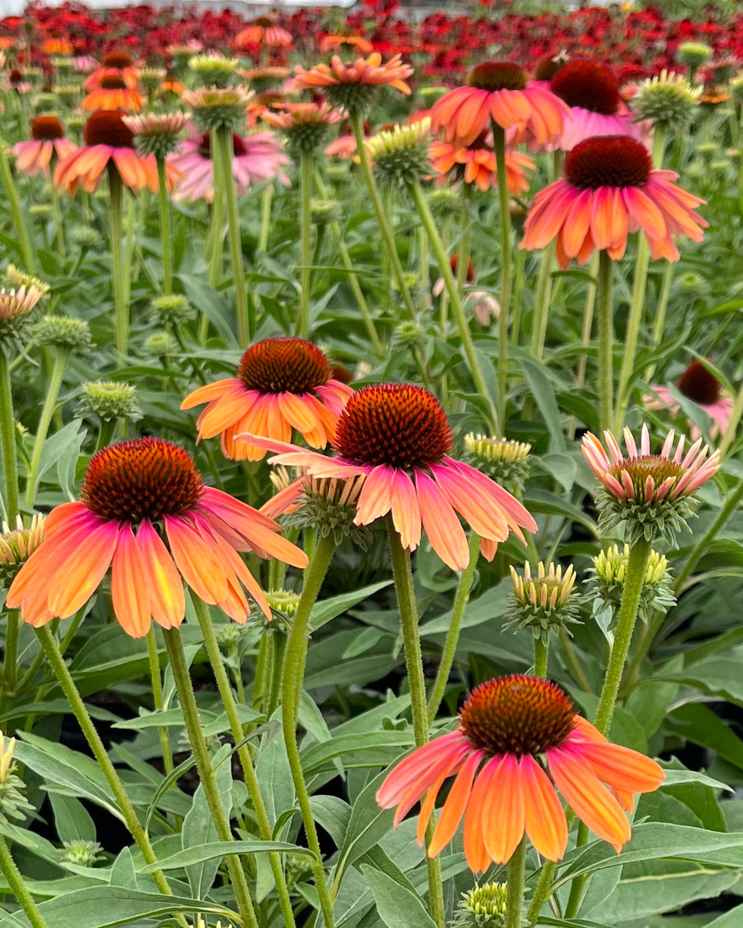 rainbow marcella echinacea seeds Echinacea x purpurea Butterfly™ 'Rainbow Marcella' (Coneflower) – Perennial Farm Marketplace