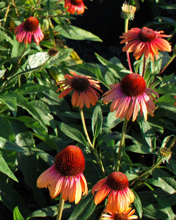 Echinacea x purpurea Butterfly™ 'Rainbow Marcella' (Coneflower)