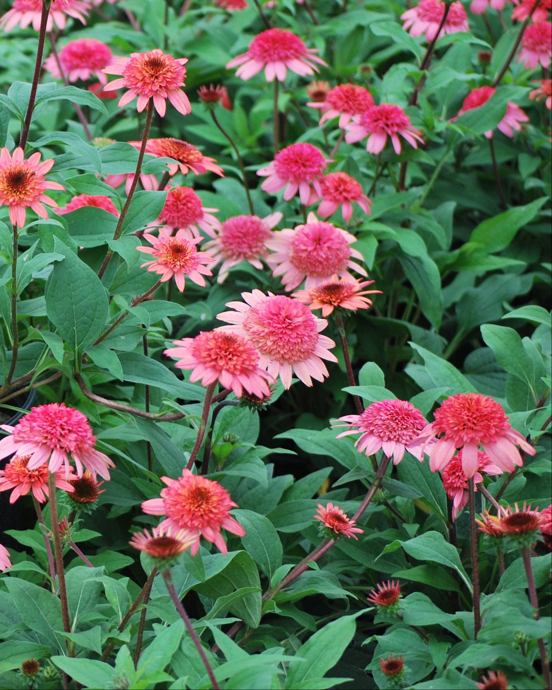 echinacea raspberry truffle seeds Echinacea x purpurea 'Raspberry Truffle' (Cone-fections™ Series Conefl – Perennial Farm Marketplace
