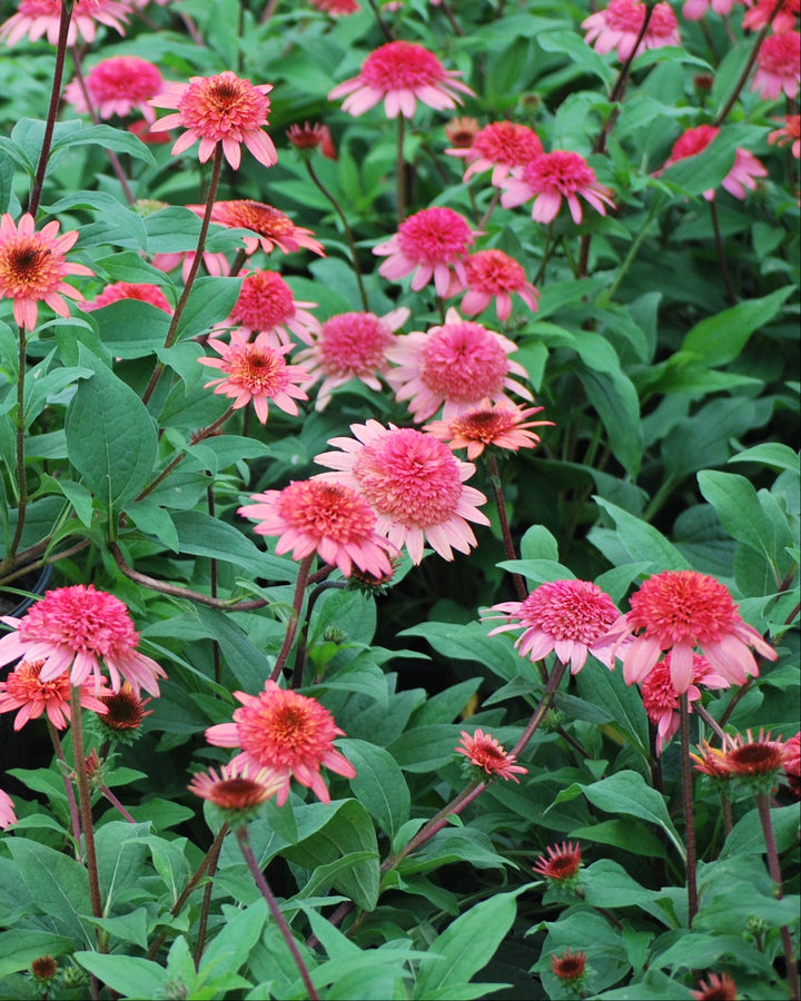 Echinacea x purpurea 'Raspberry Truffle' (Cone-fections™ Series Coneflower)