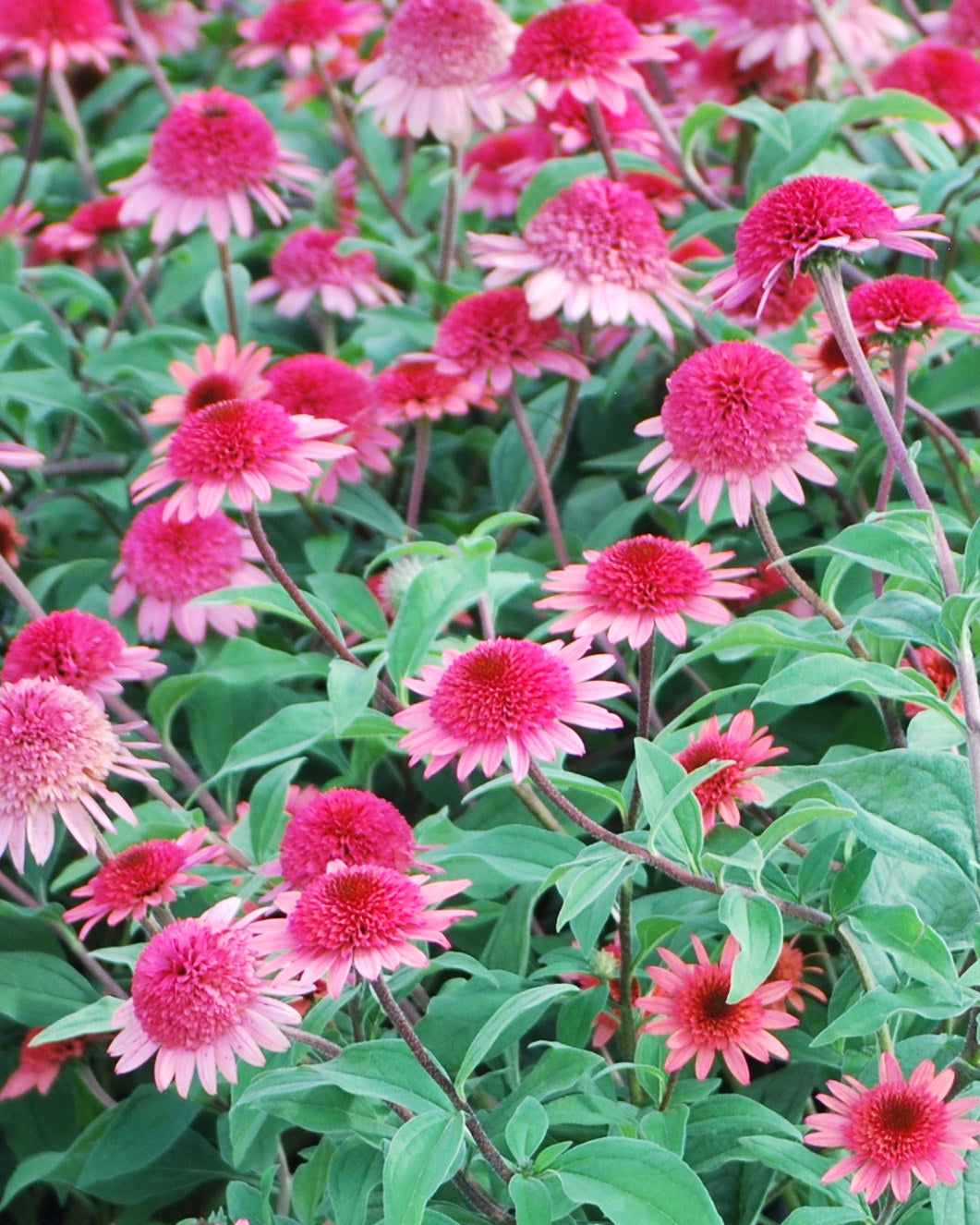 echinacea raspberry truffle seeds Echinacea x purpurea 'Raspberry Truffle' (Cone-fections™ Series Conefl – Perennial Farm Marketplace