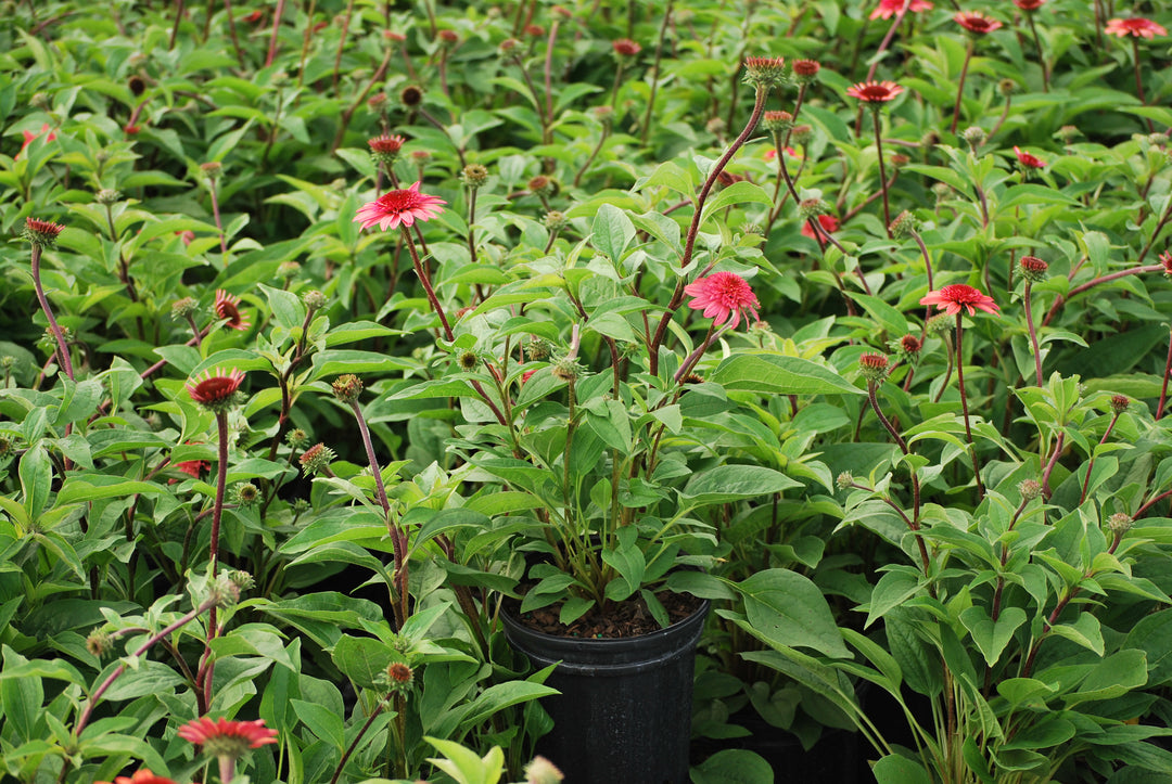 Echinacea x purpurea 'Raspberry Truffle' (Cone-fections™ Series Coneflower)