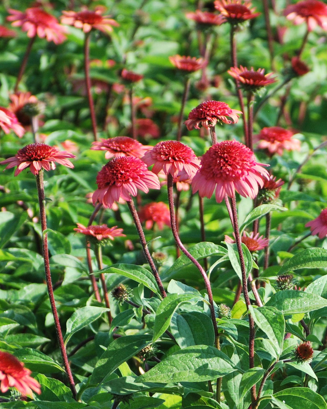 Echinacea x purpurea 'Raspberry Truffle' (Cone-fections™ Series Coneflower)