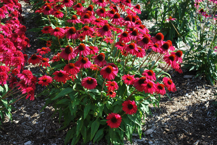Echinacea Sombrero® Baja Burgundy (Coneflower)