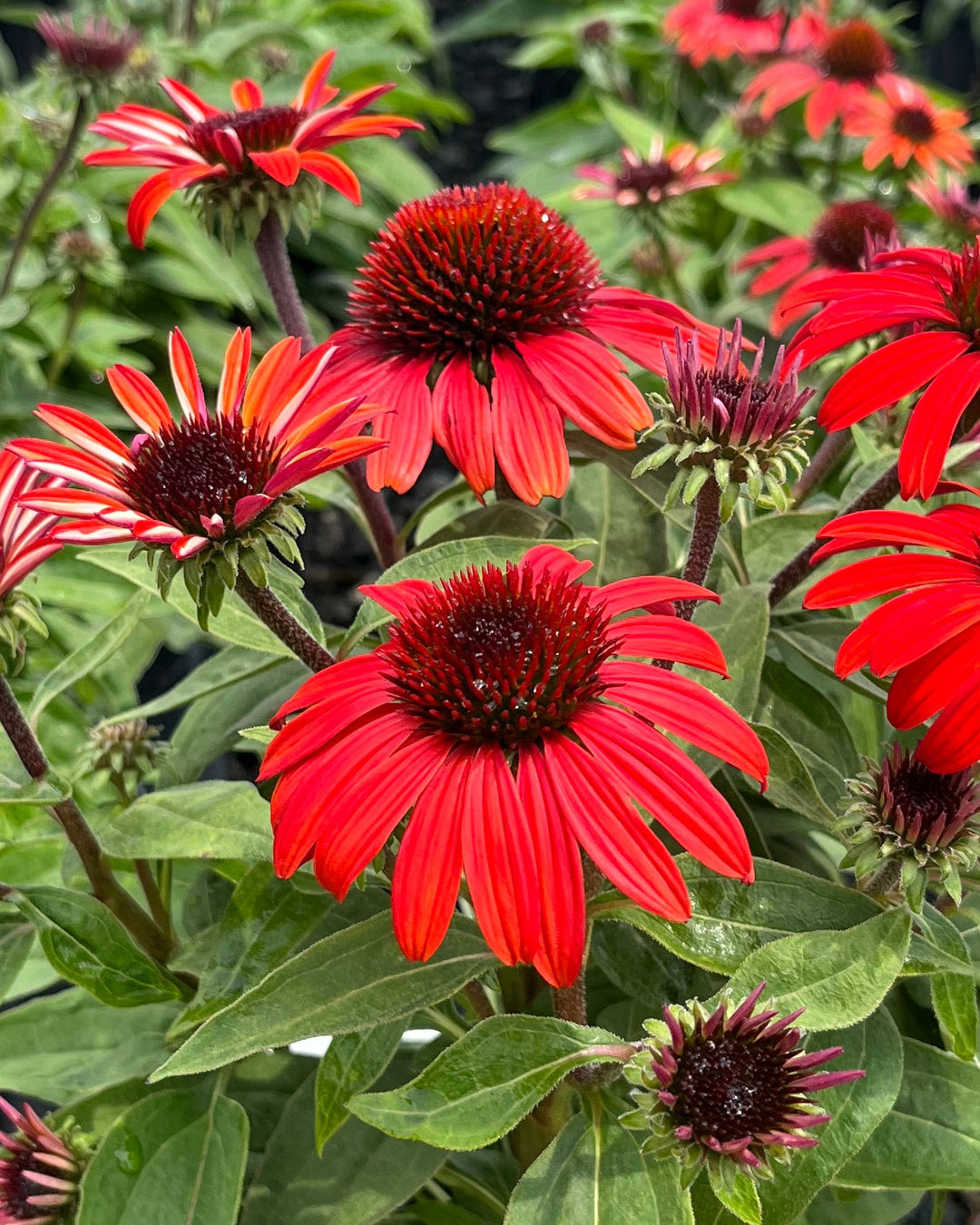 Echinacea Sombrero® Sangrita (Coneflower)