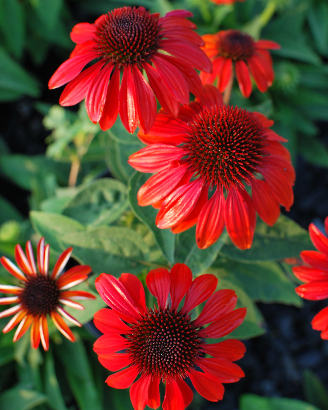 Echinacea Sombrero® Sangrita (Coneflower)