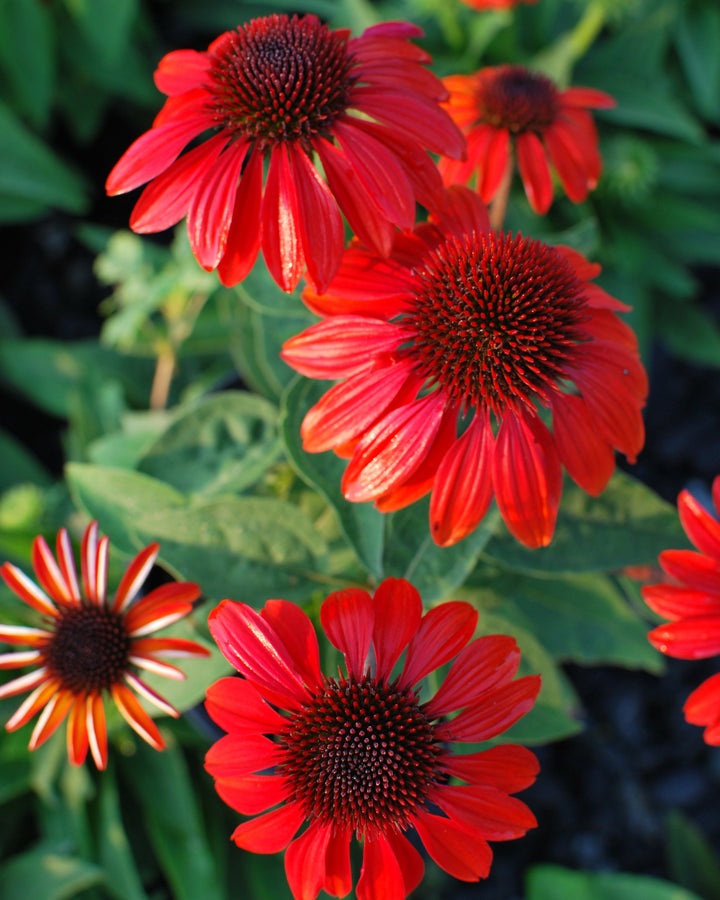 Echinacea Sombrero® Sangrita (Coneflower)