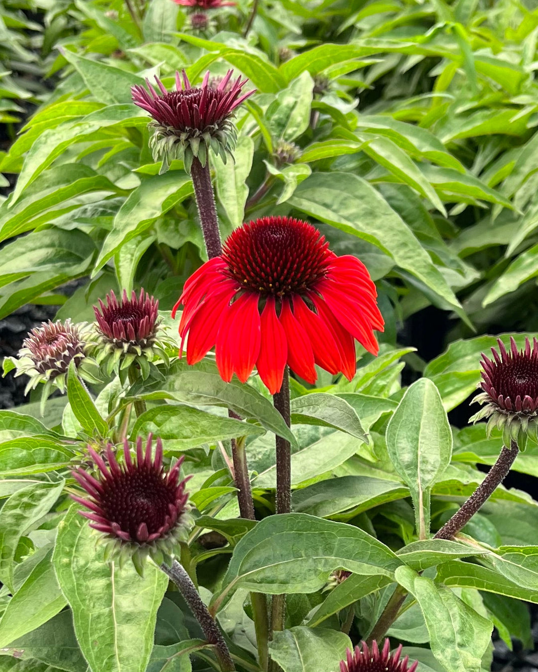 Echinacea Sombrero® Sangrita (Coneflower)