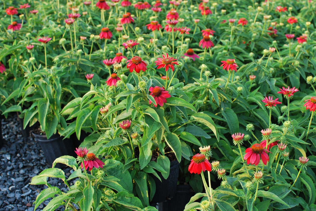 Echinacea Sombrero® Tres Amigos (Coneflower)