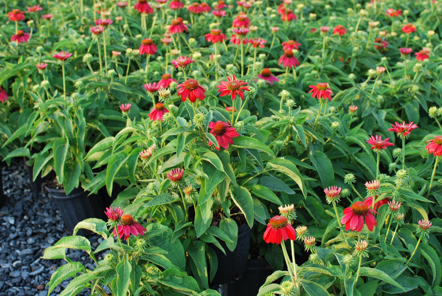 echinacea sombrero tres amigos seeds Echinacea Sombrero® Tres Amigos (Coneflower) – Perennial Farm Marketplace