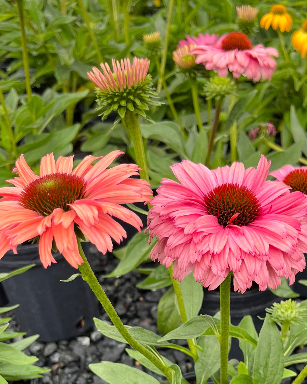 Echinacea x Sunseekers® Rainbow (Coneflower)