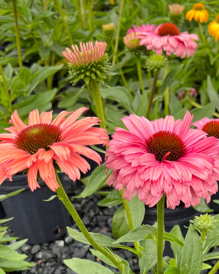 Echinacea x Sunseekers® Rainbow (Coneflower)