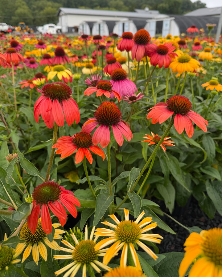 Echinacea x purpurea 'Cheyenne Spirit' (Coneflower)